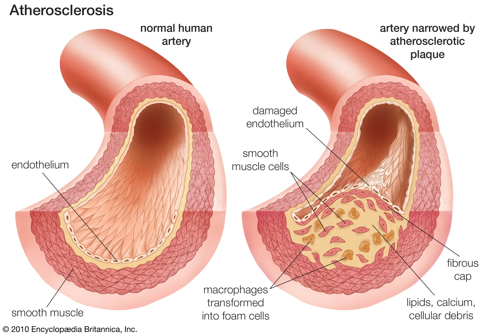 diagrams-human-blood-vessels-artery-1