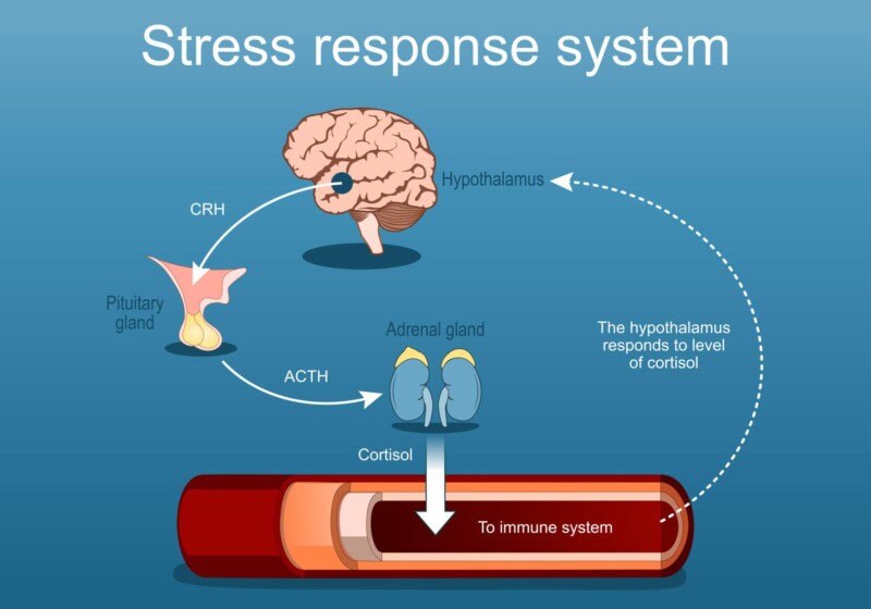 2j9Y277Ck4axCXacDLprZab1kjxvBWGBDtuIOcfZ8NDd4Duc9eFhrrJ3LEq46ffUWX9ujHNN2h2gDobSilcfJMQjRIbJkDL4vWiuOLp41ug